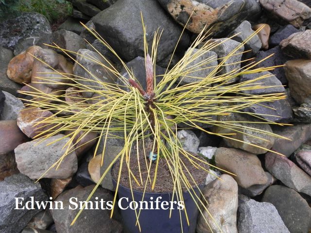 Pinus jeffreyi 'Misty Lemon'